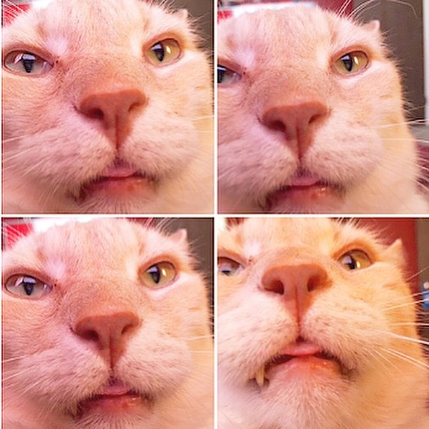 Is it safe to feed my cat honey? Quora