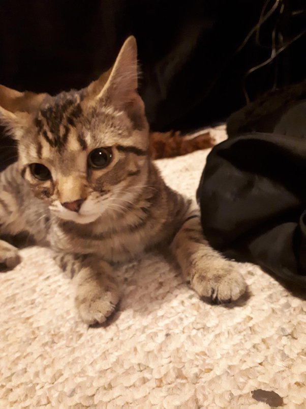 Why do people who say they hate cats usually end up meeting a cat they