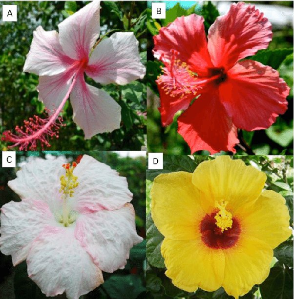 Can you eat hibiscus flowers raw? What is the medicinal use of hibiscus