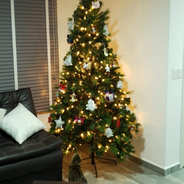 How to get my cat to stop eating the Christmas tree Quora