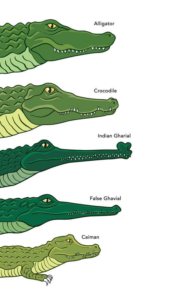 What are various types of crocodiles? Quora