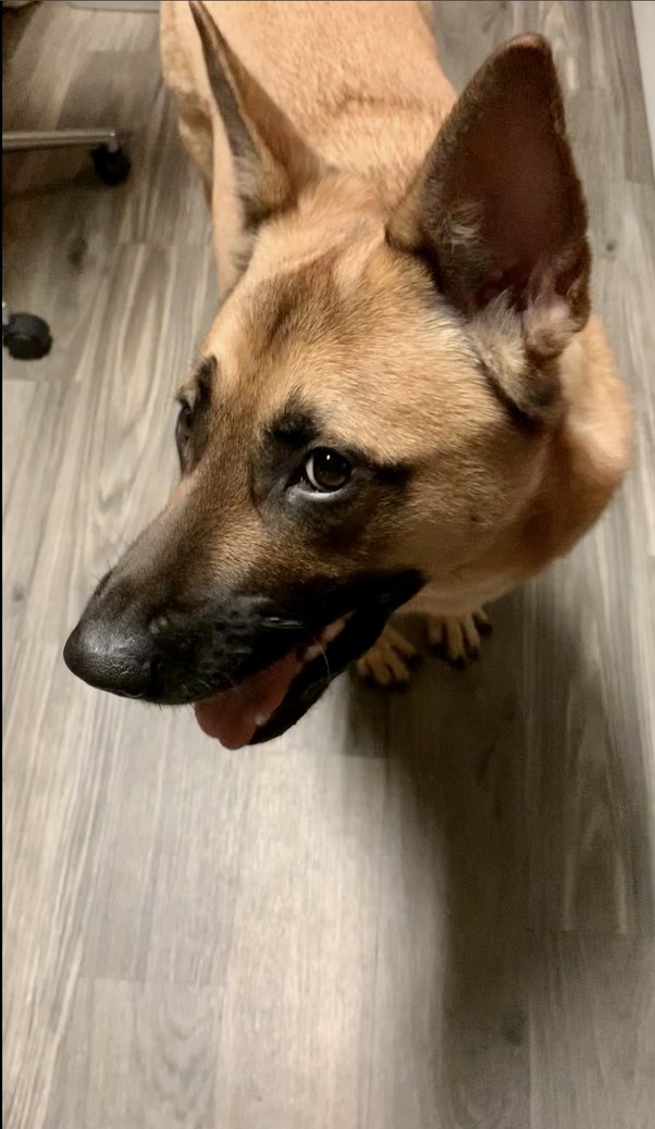 Why Are Dogs Scared Of Brooms