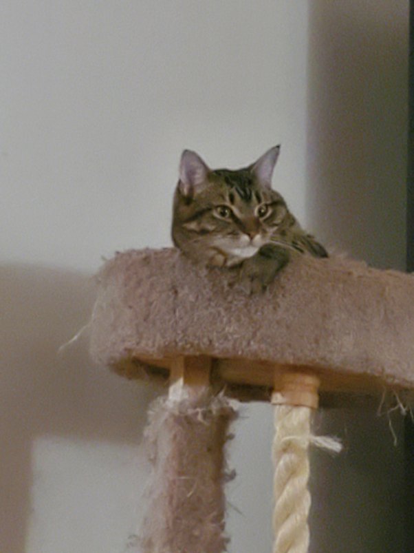 What made my cat so vocal? He used to be a very quiet cat, until lately