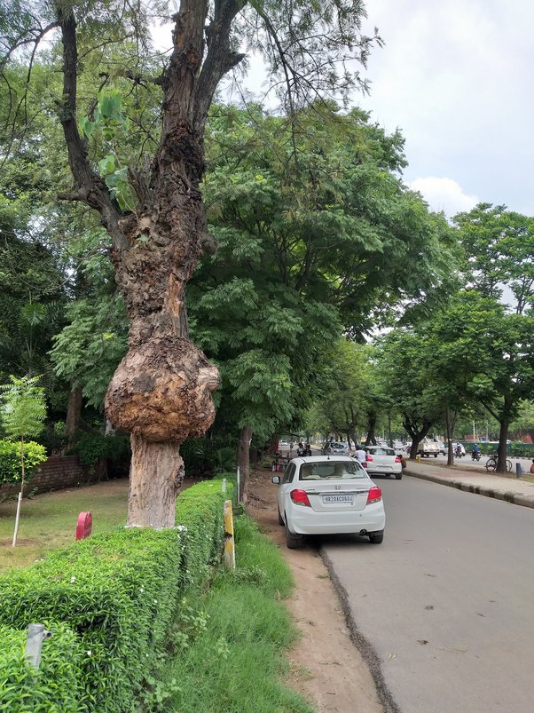 Do plants get 'cancer'? Quora