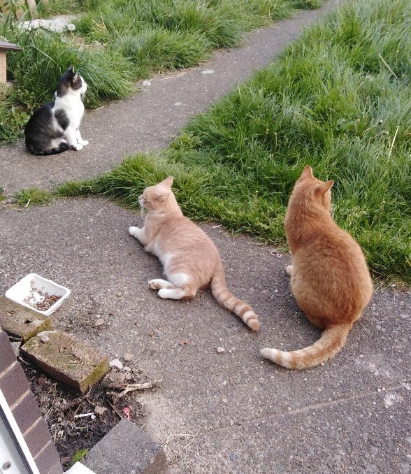 Cats get fat easier than before after neutering, why? Quora