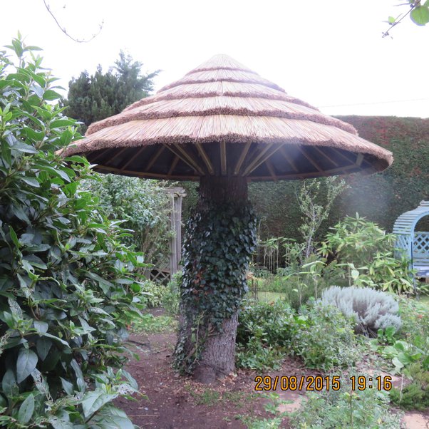 An old tree in my yard has reached the end of its natural life. How can