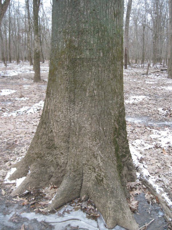 Can trees explode from freezing? Quora