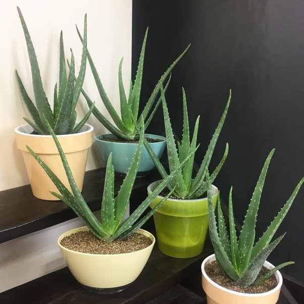 Do aloe vera plants need big pots? Quora