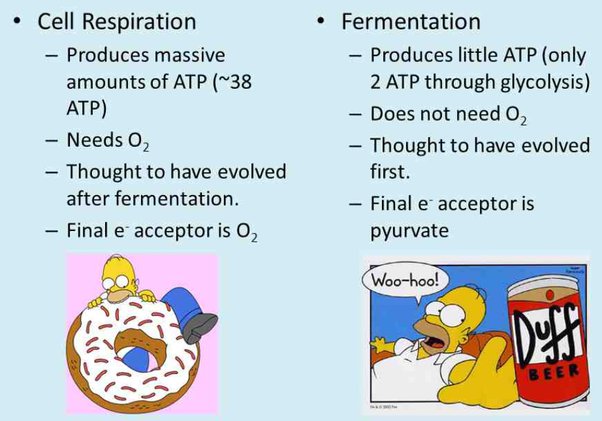C Explain the Differences Between External Respiration and Cellular