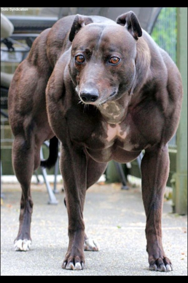 Does Neutering A Pitbull Affect Muscle Growth? Golden Bailey Dogs