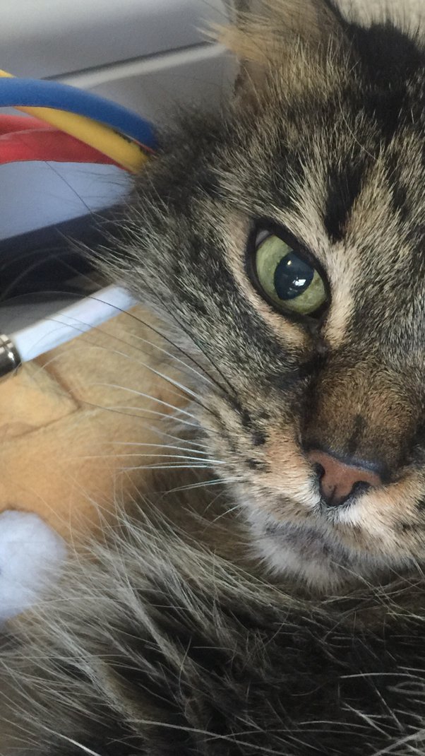 Why Do Mother Cats Chew Off Their Kittens Whiskers