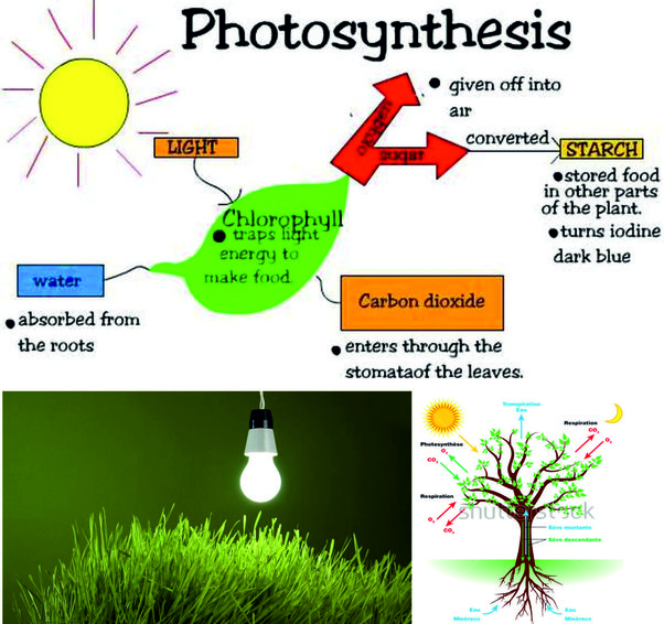 Photosynthesis Could Not Occur Without Which of the Following