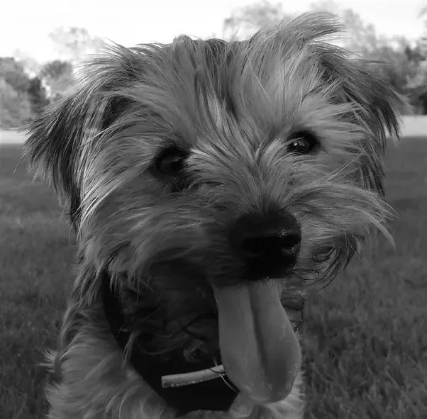 Does A Dog Recognize Its Mother