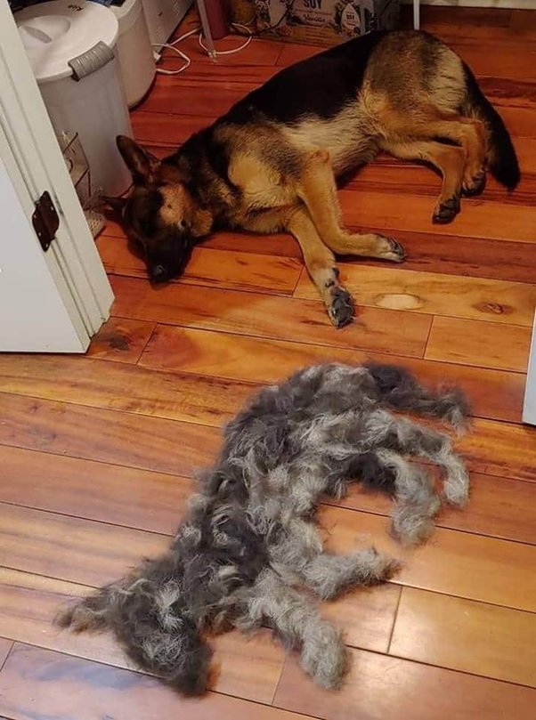 Is German Shepherd Good For Apartment