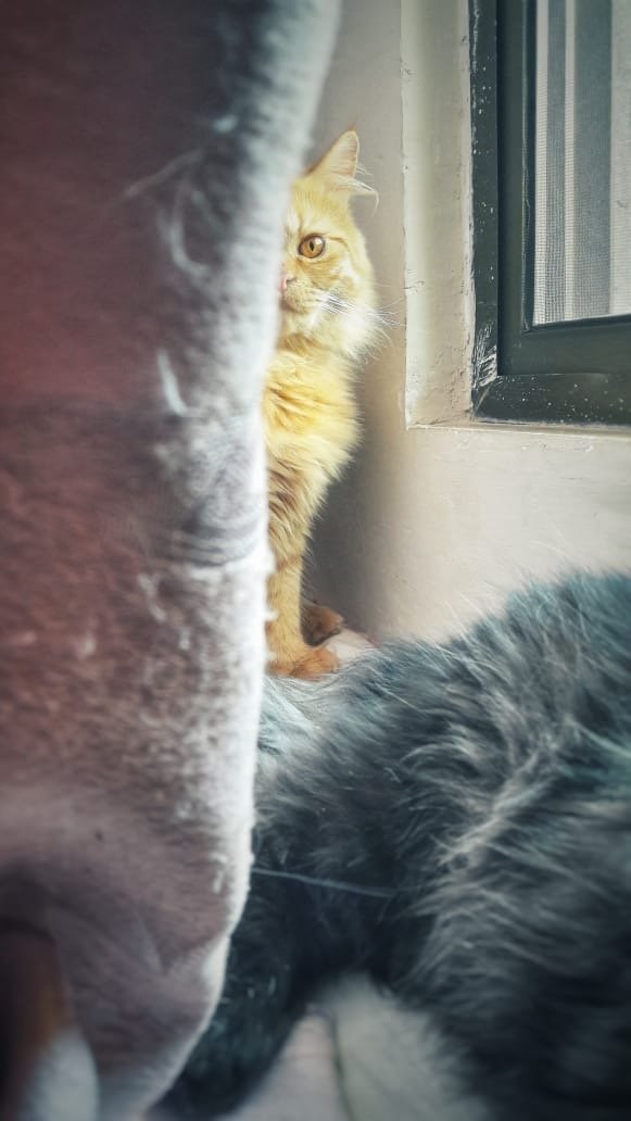 Why do some cats come up to humans and stare into their eyes without