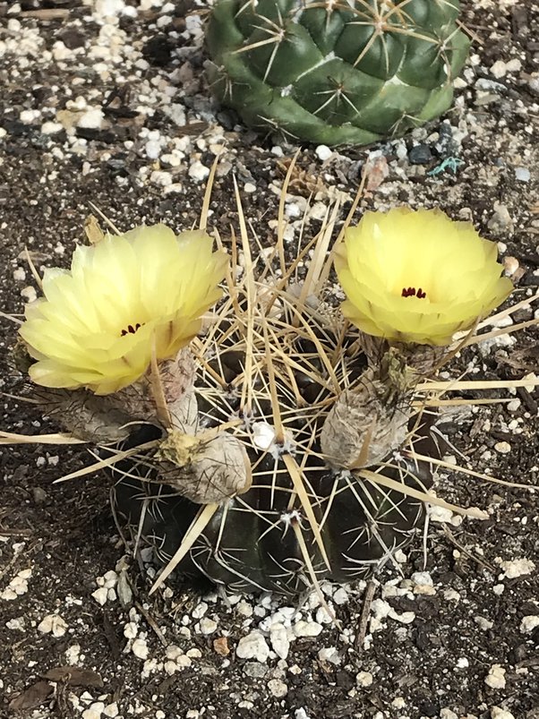 How to remove a cactus from your yard without hurting it or yourself