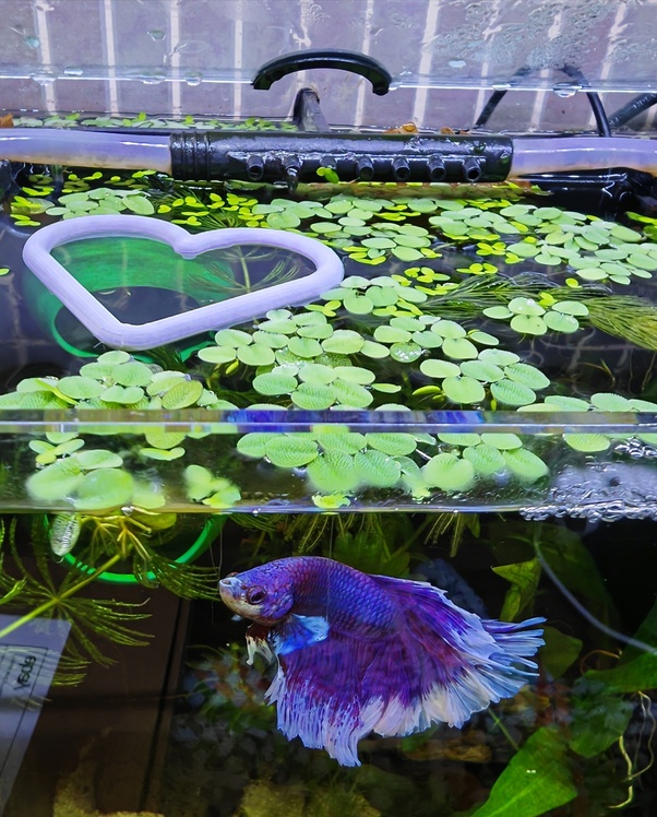 Artificial Aquarium Leaf Plants Decoration Betta Fish Rest, 40 OFF