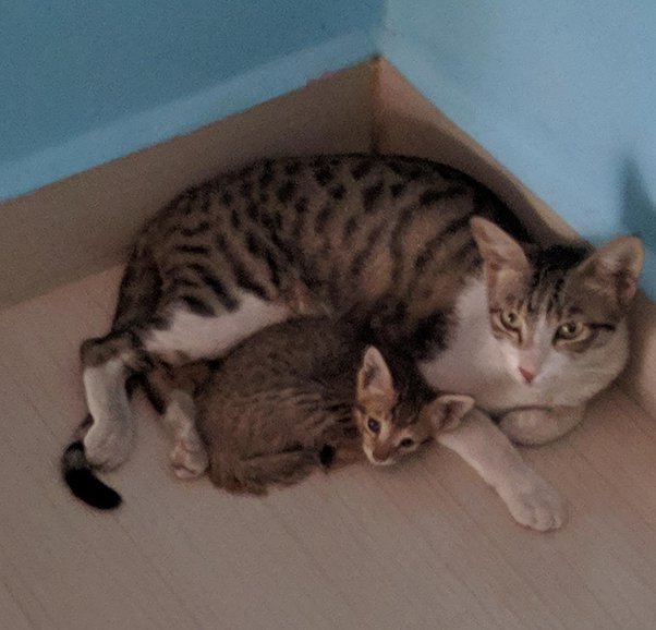 How many years does it take for a cat to start giving birth? Quora