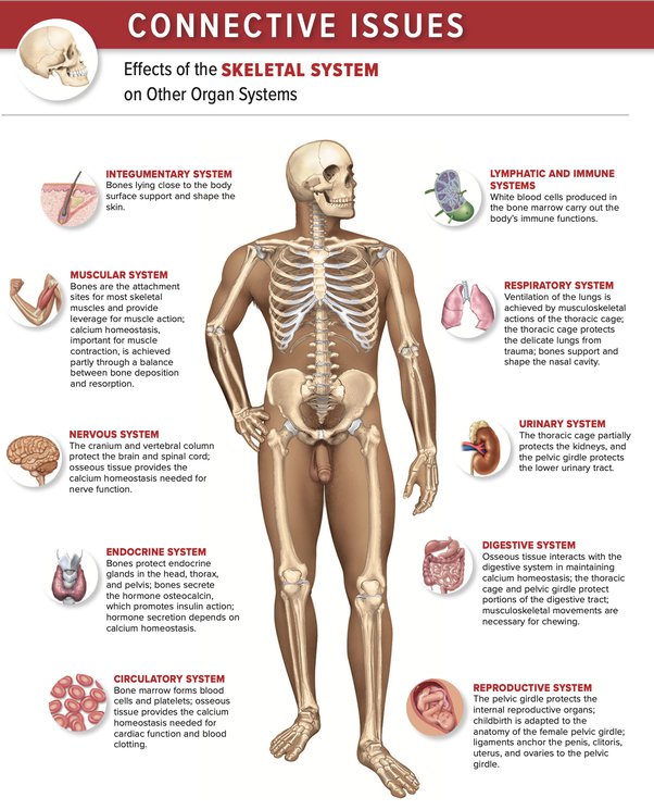 😍 Human skeletal system essay. Skeletal System Essay. 20221023