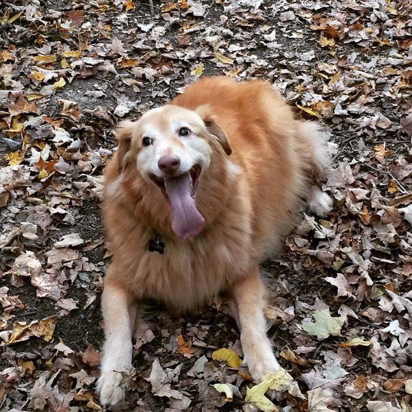 Why Do Dogs Poop While Walking