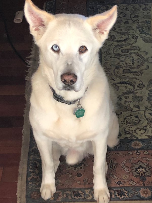 Why do dogs not like hardwood floors? Quora