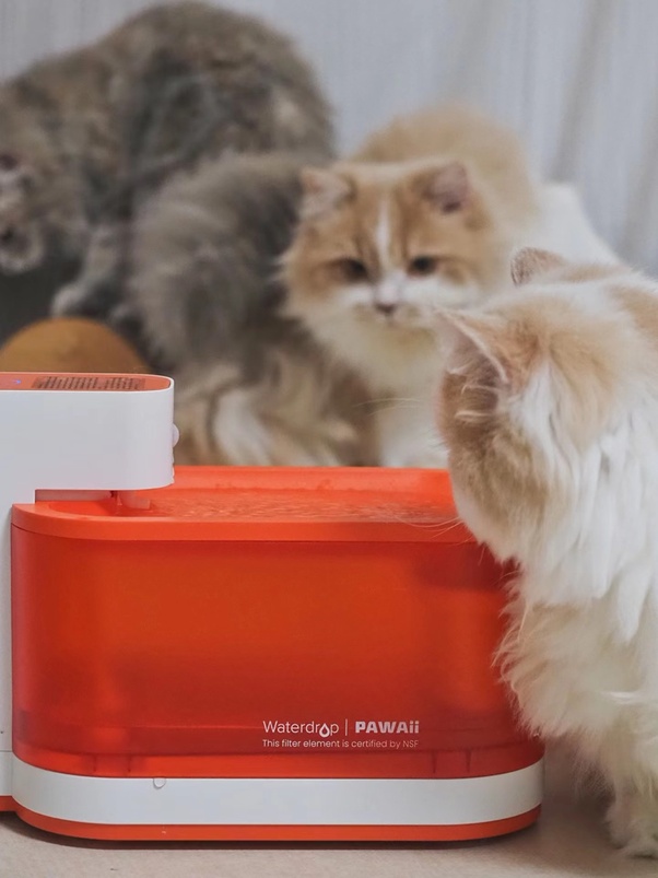 Are Charcoal Filters Safe For Dogs