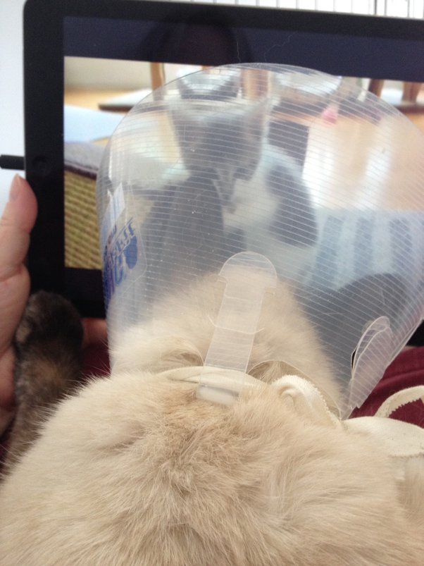 How long postop can I start adding extra stimulation for my crated cat