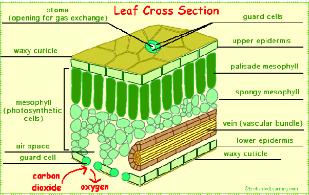 In A Leaf, What Is The Function Of Air Space? - Quora