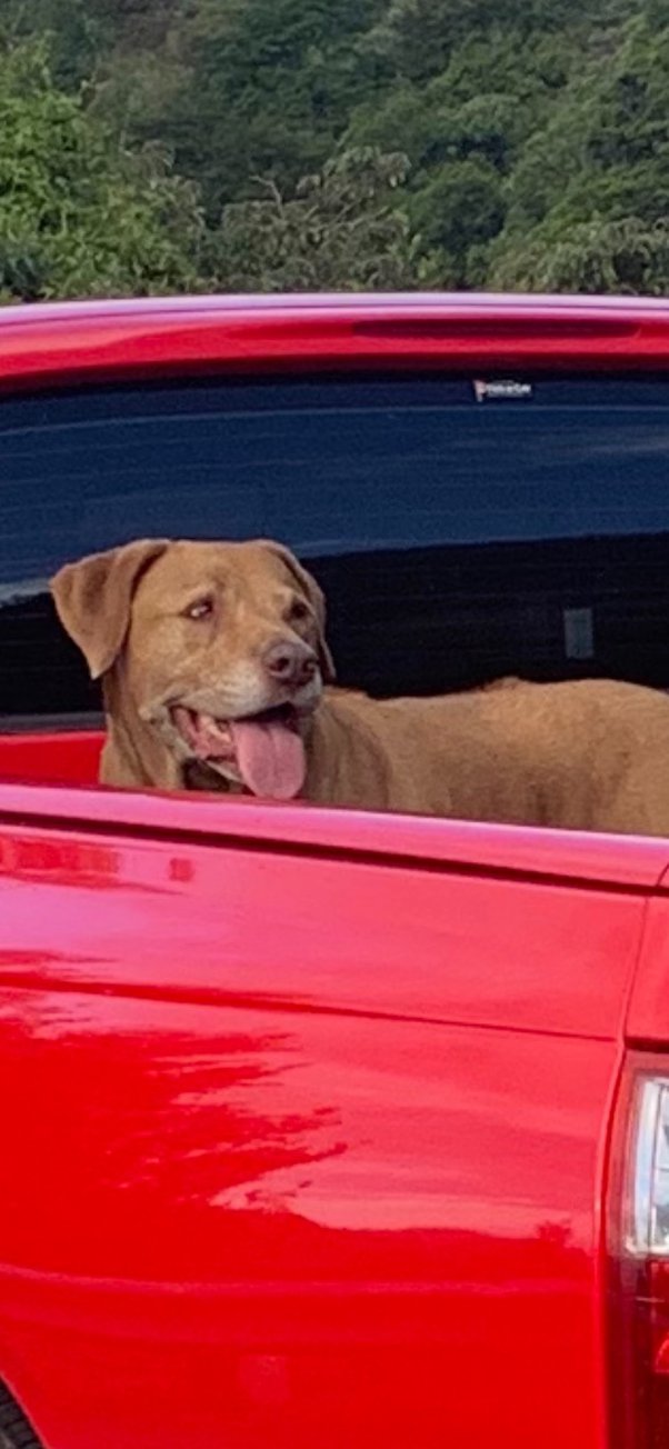 Can You Drive With A Dog In The Bed Of A Truck