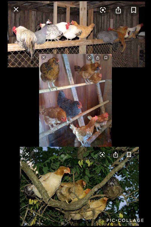 Where do chickens go at night? Quora