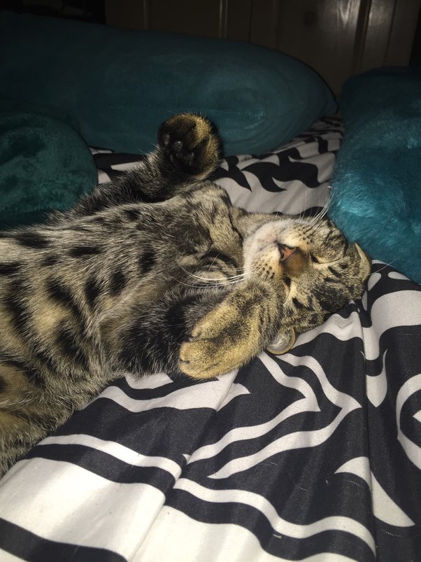 Why does my cat so cuddly during the night? Quora