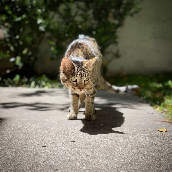 Should I put a collar on my farel cat I caught and I am keeping inside only? I'm keeping it. I