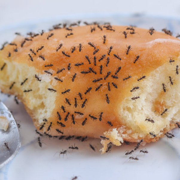 Can Dogs Die From Eating Ant Poison
