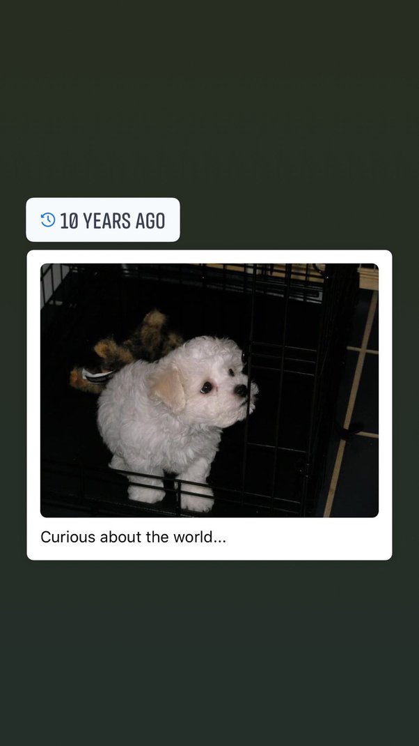 How to pick a good puppy from a litter Quora