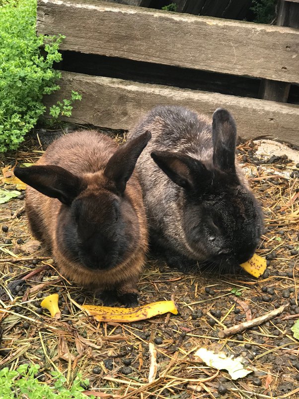 Can I keep 7 rabbits (1 male and 6 females, all fixed) together? How