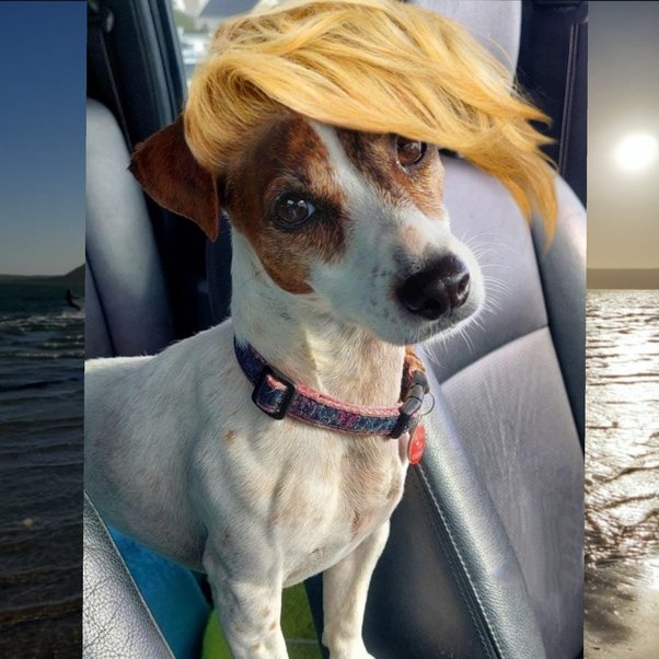 Why Do Dogs Bark So Loud