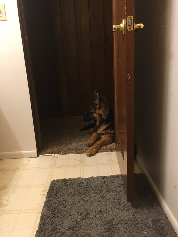 Why does a dog keep following me? Quora