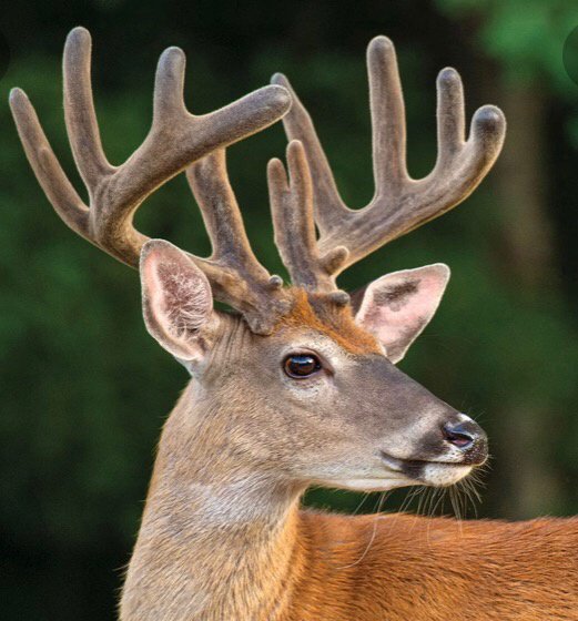 Do people in Australia have antlers? Quora