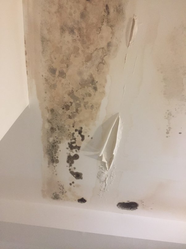 How to tell if mold is growing behind walls Quora