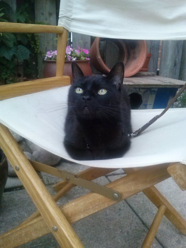 Why is my kitten weak and barely moves? Quora