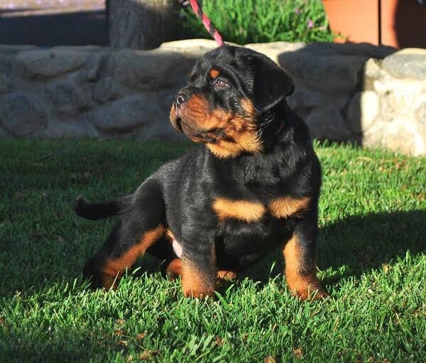 How To Identify Pure Breed Rottweiler Puppies