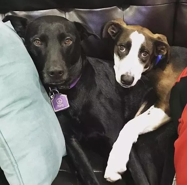 Does My Dog Like To Cuddle