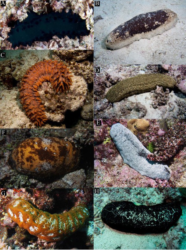 Is the sea cucumber an animal? Quora