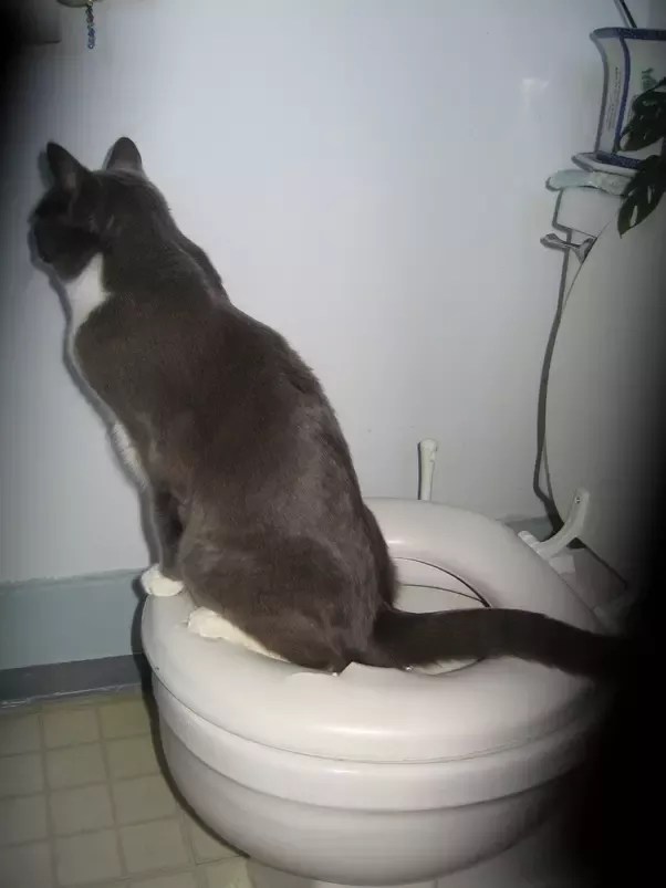 Why Does My Potty Trained Dog Keep Having Accidents
