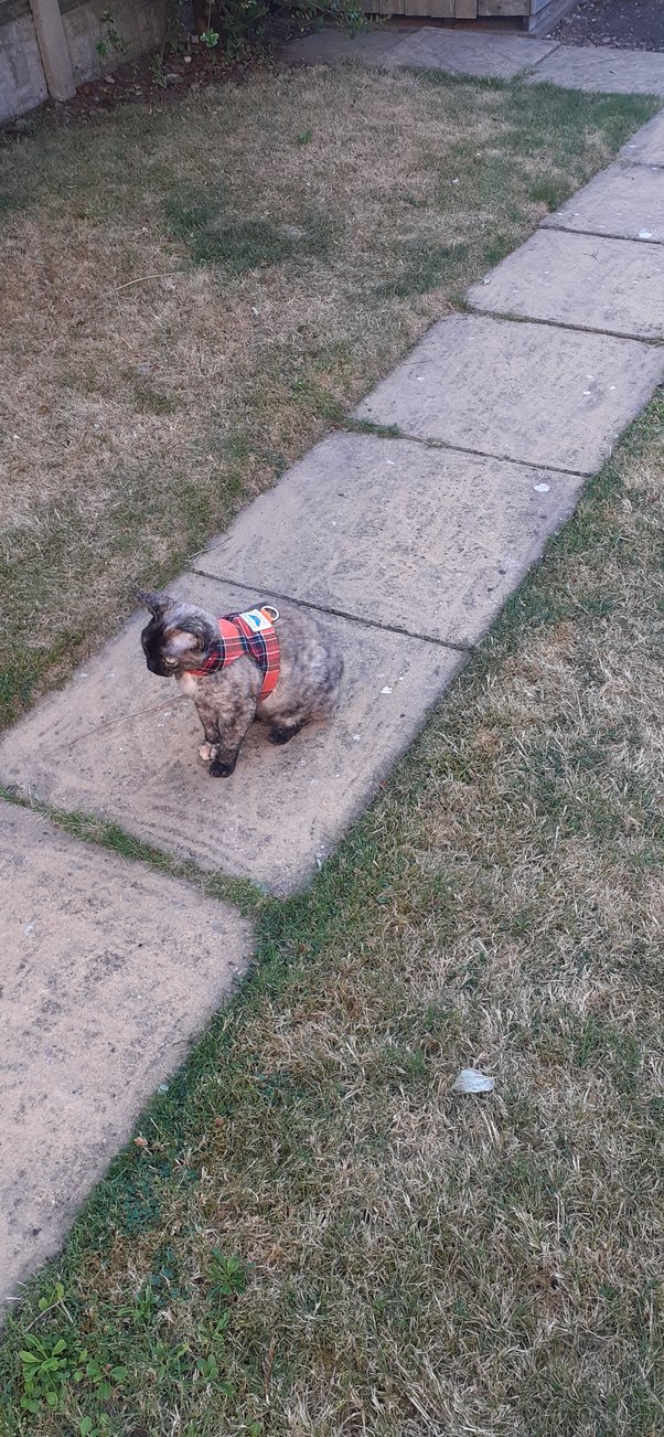 Should I let my 3 months old kitten go outside alone? My kitten likes