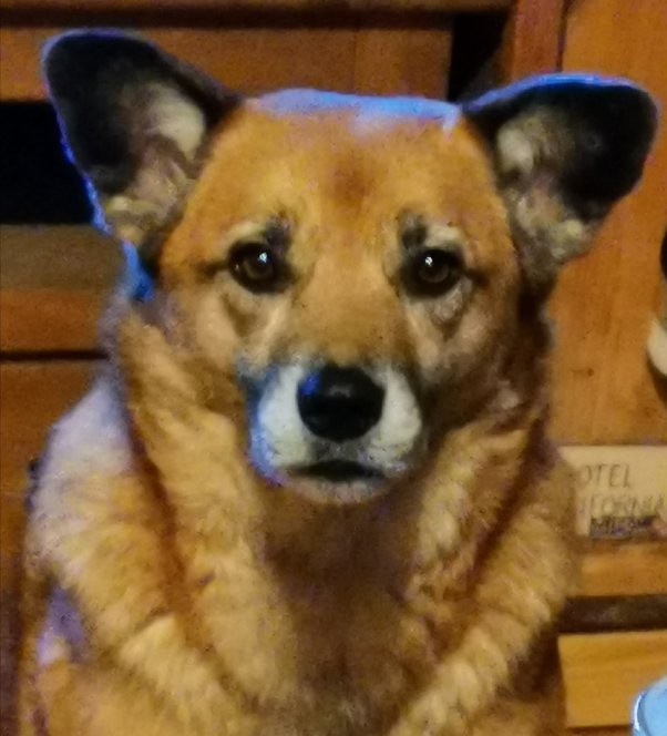 What Does It Mean When A Dog Does A Deep Sigh