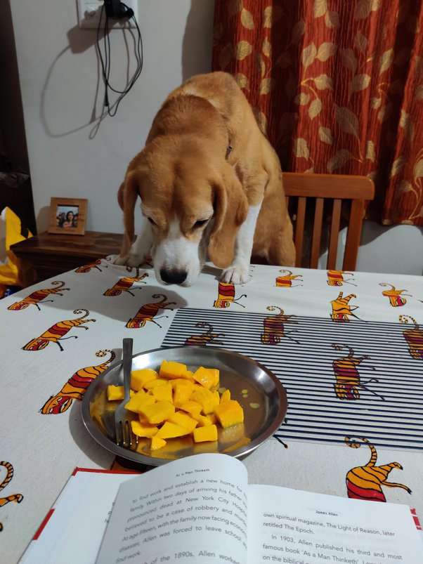 Is Curry Bad For Dogs