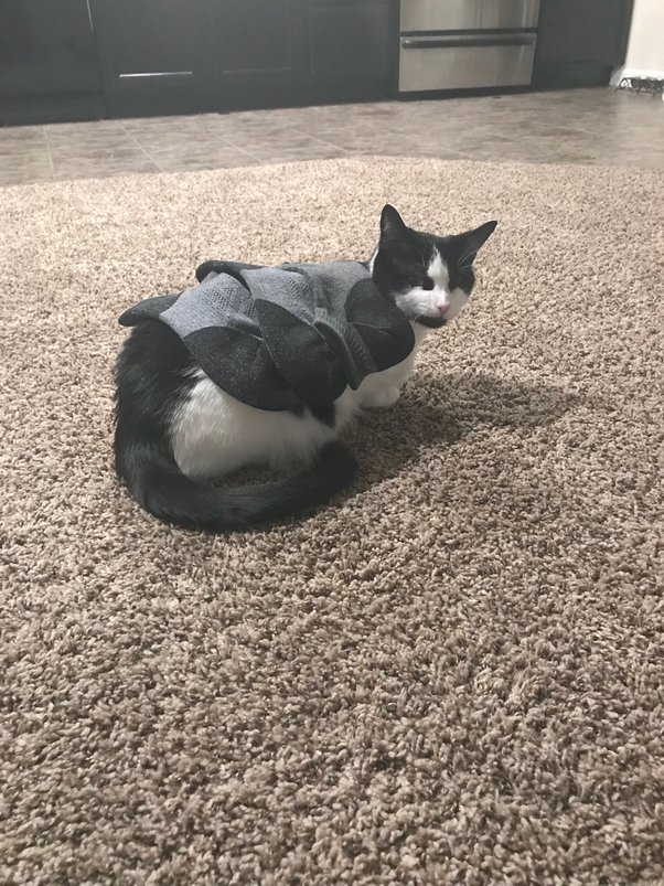 How to tell a cat’s temperament Quora