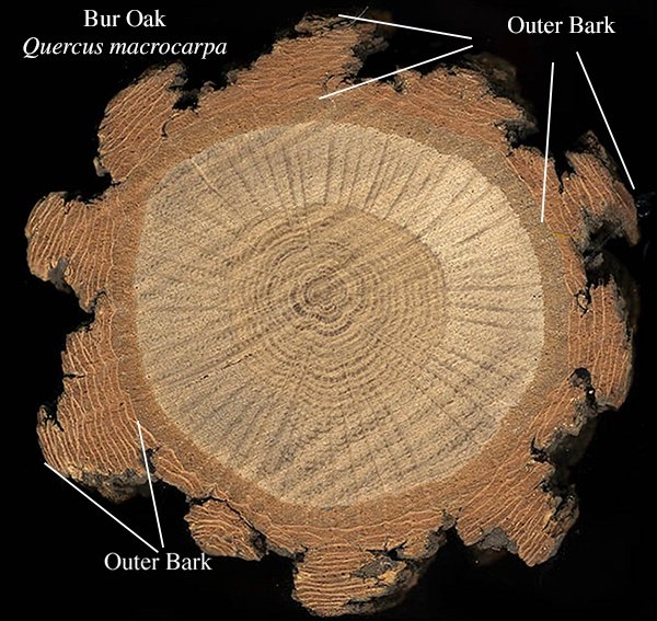 How do fireresistant tree species manage to survive wildfires? Quora