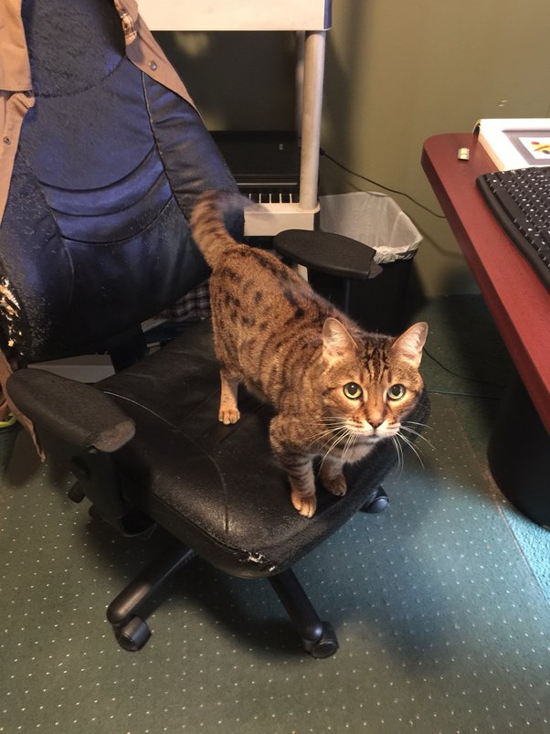 How to discipline an adult Bengal cat when it misbehaves or